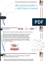 EFECTORES Y Lesiones XI Par Craneal