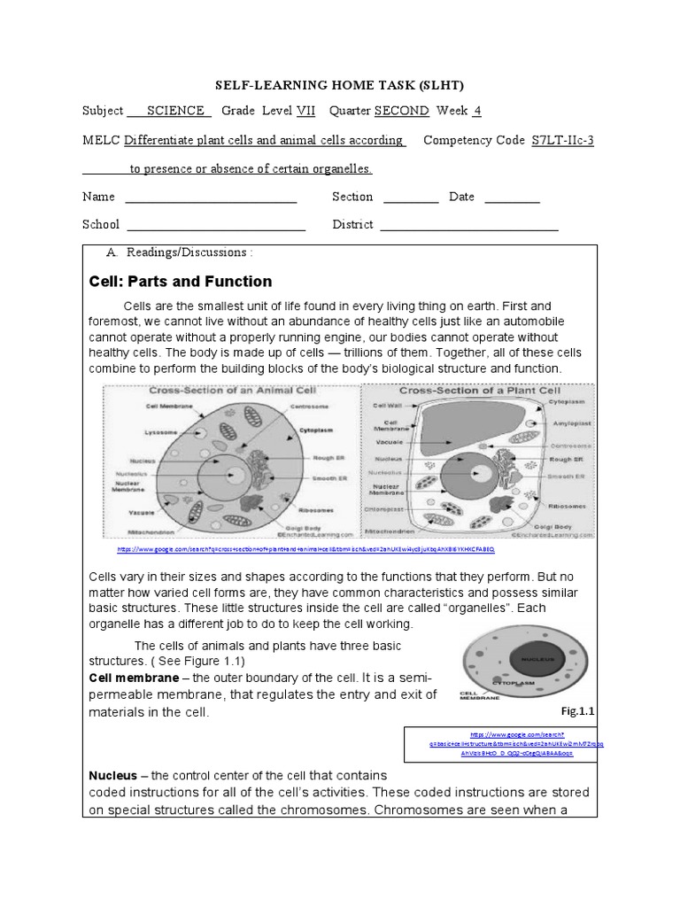 Plant vs Animal Cell Comparison | PDF | Endoplasmic Reticulum | Cell ...