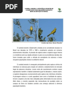 Release Reuniao Cardeal Amarelo