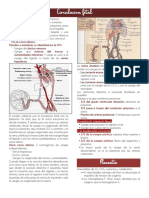 Circulación Fetal