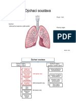Dýchací Soustava