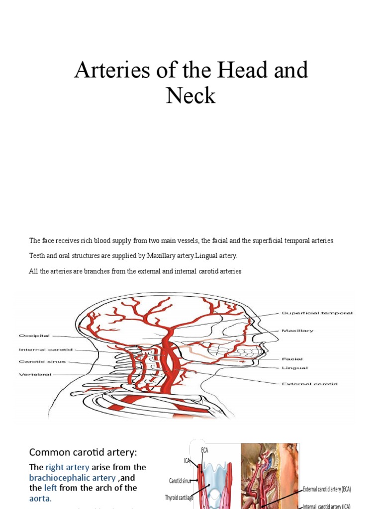 Arteries of The Head and Neck | PDF | Common Carotid Artery | Neck
