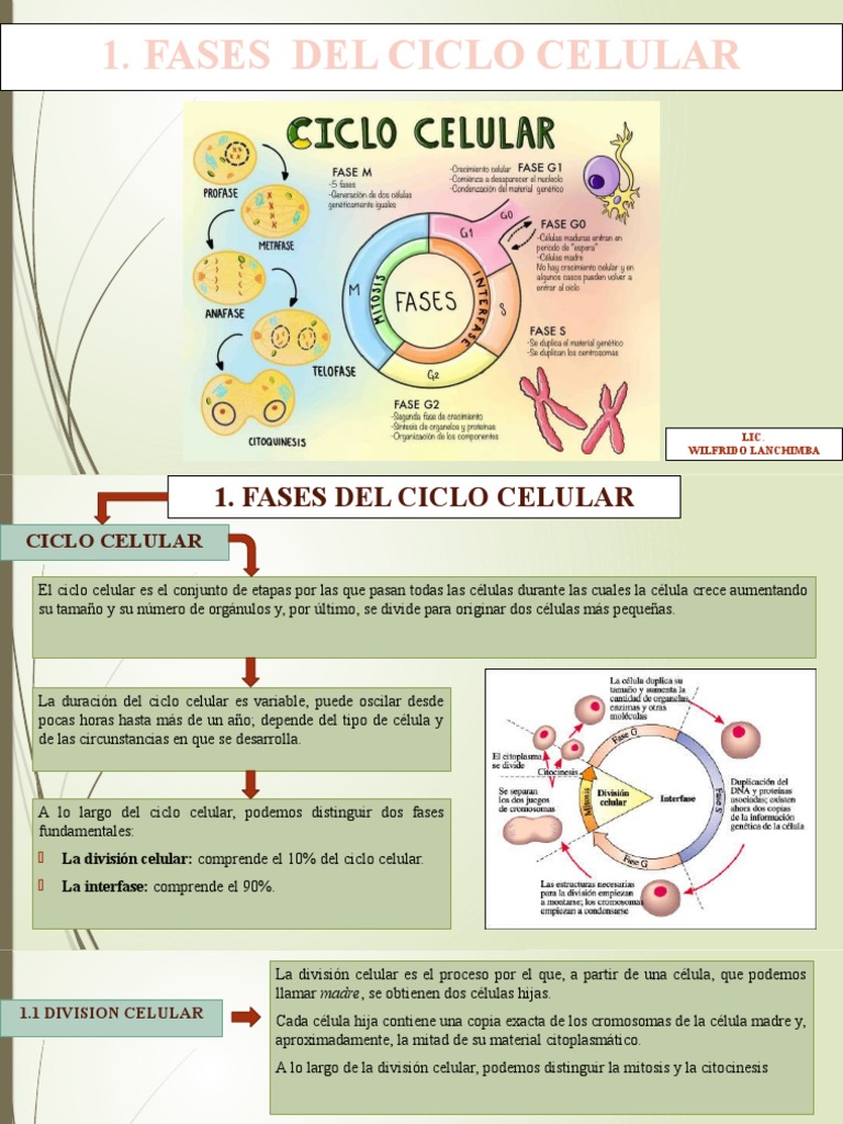 Fases del Ciclo Celular y División Celular | PDF | Mitosis | Cromosoma