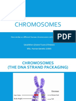 2 Chromosome