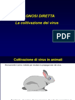 Esame Colturale Per Virus