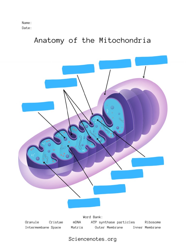 Anatomy of The Mitochondria Student | PDF
