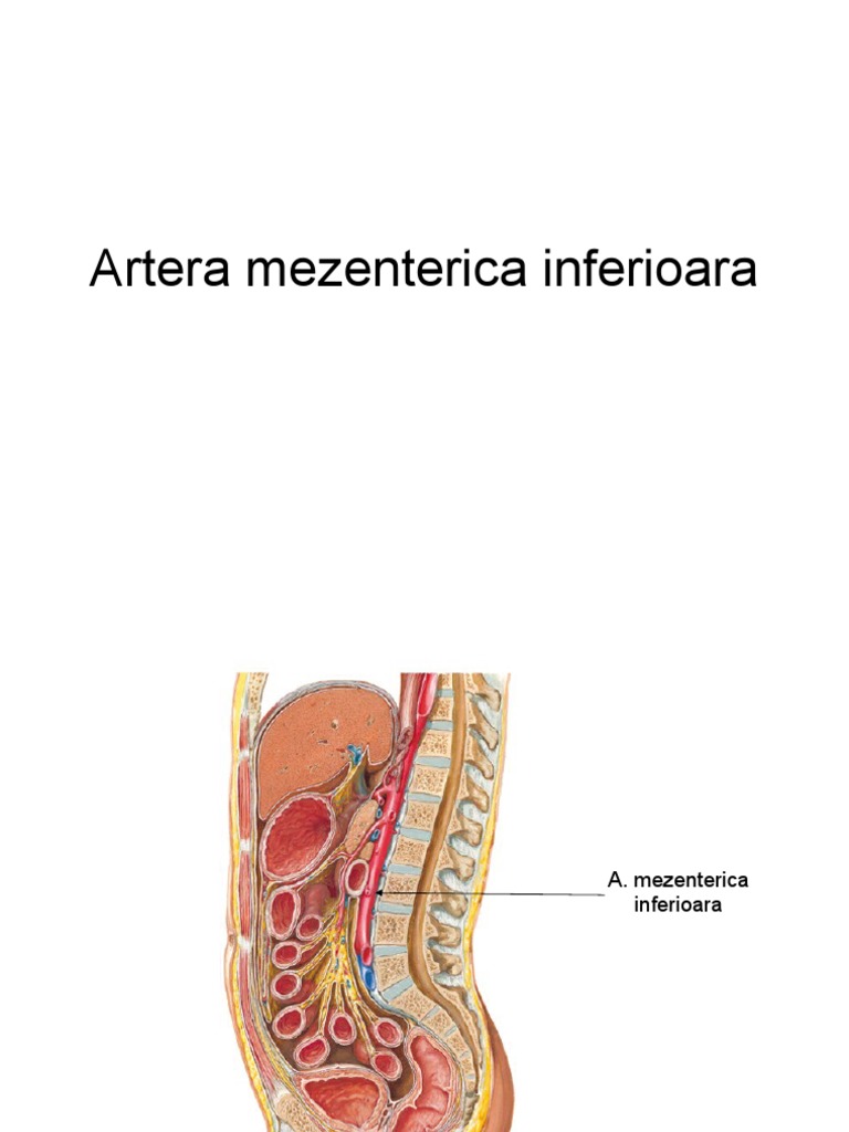 Artera Mezenterica Inferioara | PDF