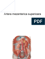 Artera_mezenterica_superioara