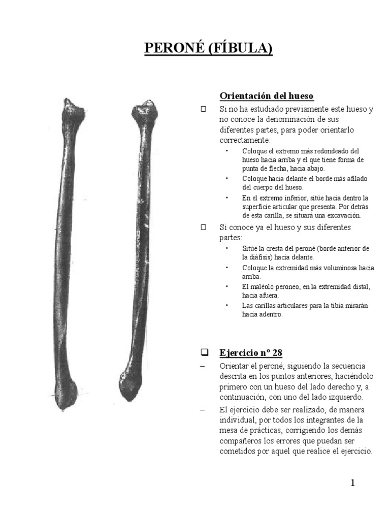 Guía de Orientación y Anatomía del Peroné y la Tibia | PDF | Sistema ...