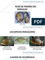 API 2023 - Pirañas-2