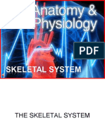 Anatomy Skeletal System