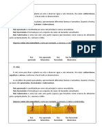 Classificação Das Plantas - Resumo 2