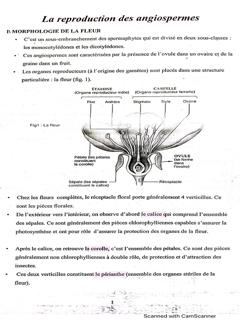 Reproduction Des Gamettes Angiospermes – CASIA