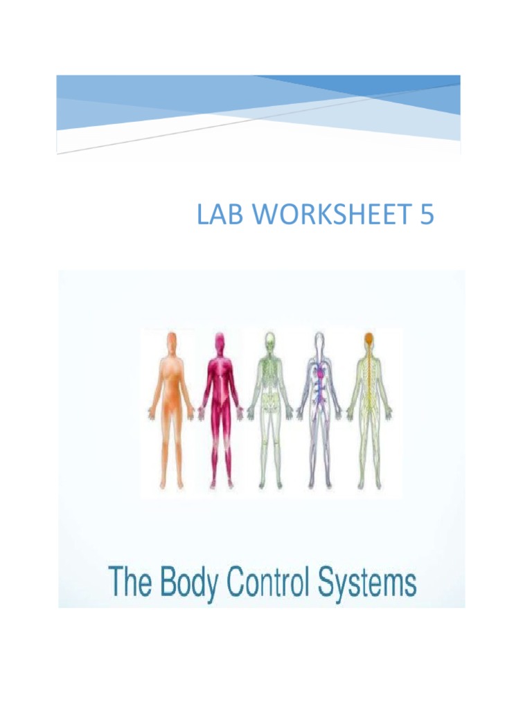 Worksheet 4 Body's Control System PDF Neuron Human Body