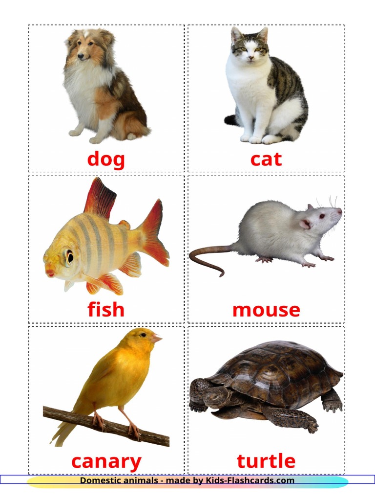 Domestic Animals 6 A4 | PDF