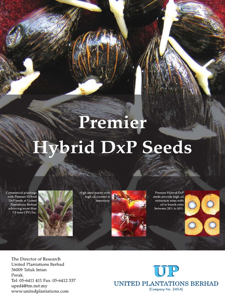 Oilpalmbrochuredxp 161008 | PDF