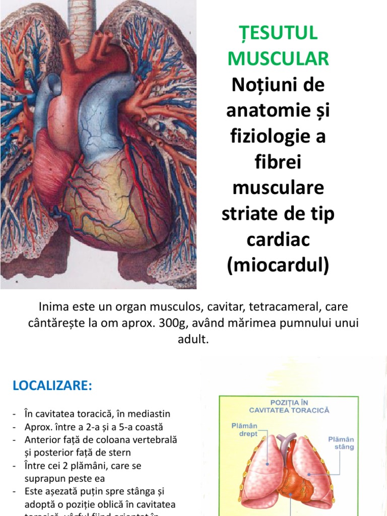 Tesutul Muscular Striat Cardiac | PDF