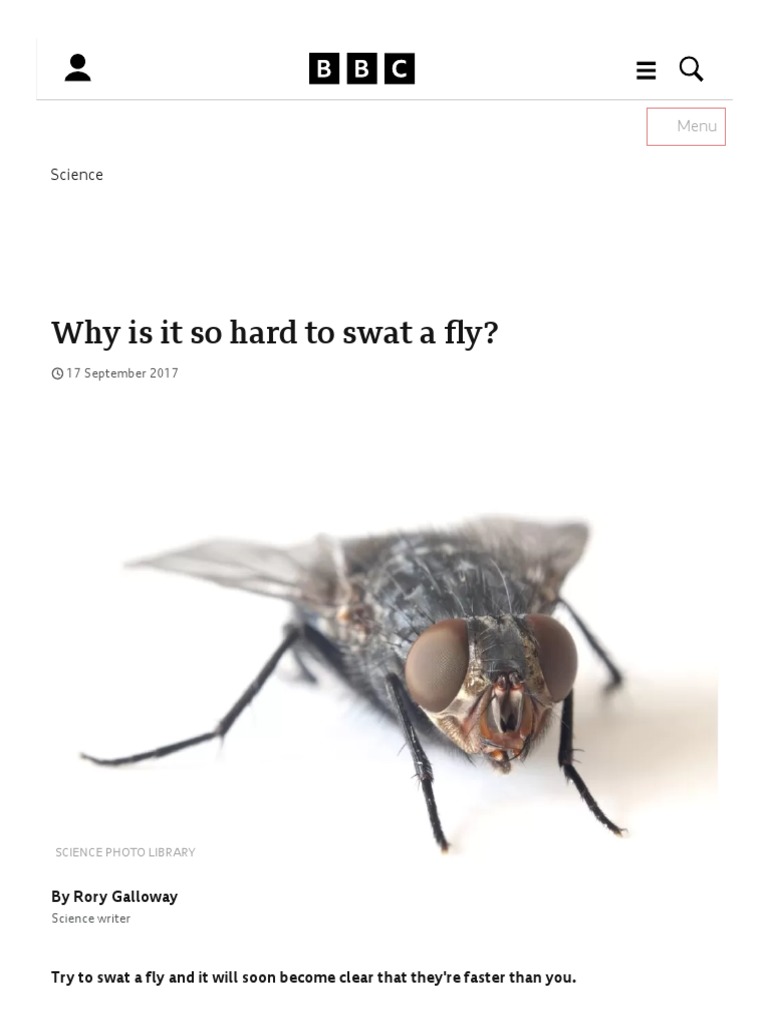 Why Is It So Hard To Swat A Fly BBC News PDF Eye Light