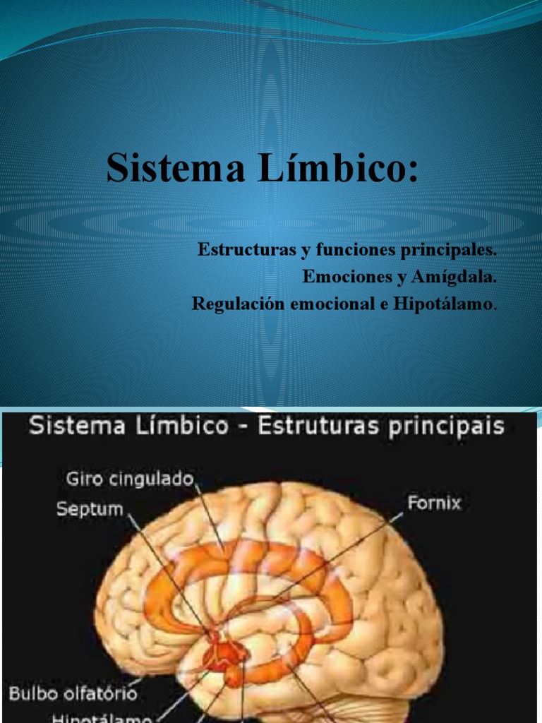 Sistema Límbico PDF Las emociones Sistema límbico