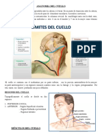 Anatomia Del Cuello