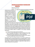 Cadena Transportadora de Electrones y Fosforilación Oxidativa