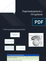 Espermatogenisis y Ovogenesis