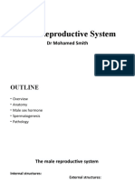 Male Reproductive System