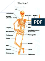 Skeletal System Tour Lab