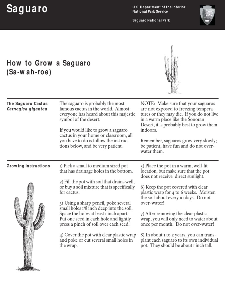 How To Grow A Saguaro | PDF