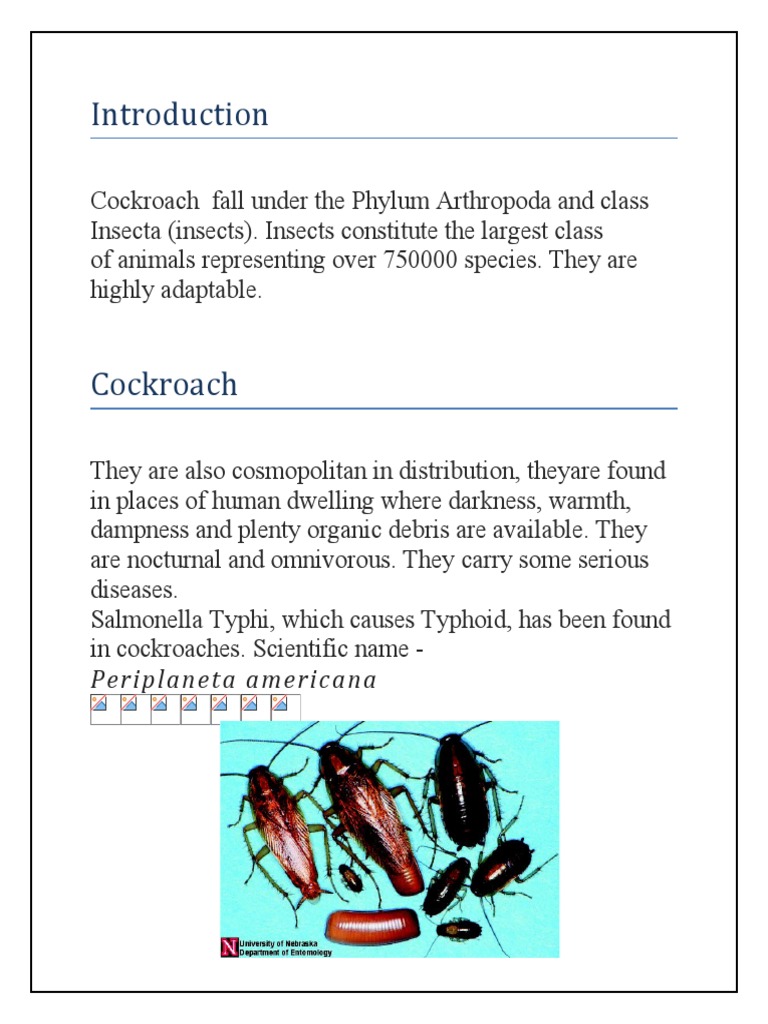 To Study The Development of Cockroach 1.0 | PDF | Insects | Arthropods