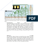 Different Developmental Stages in Maize