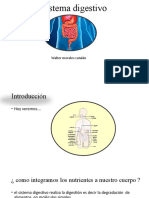 El Sistema Digestivo