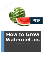 How To Grow Watermelons - ZAS