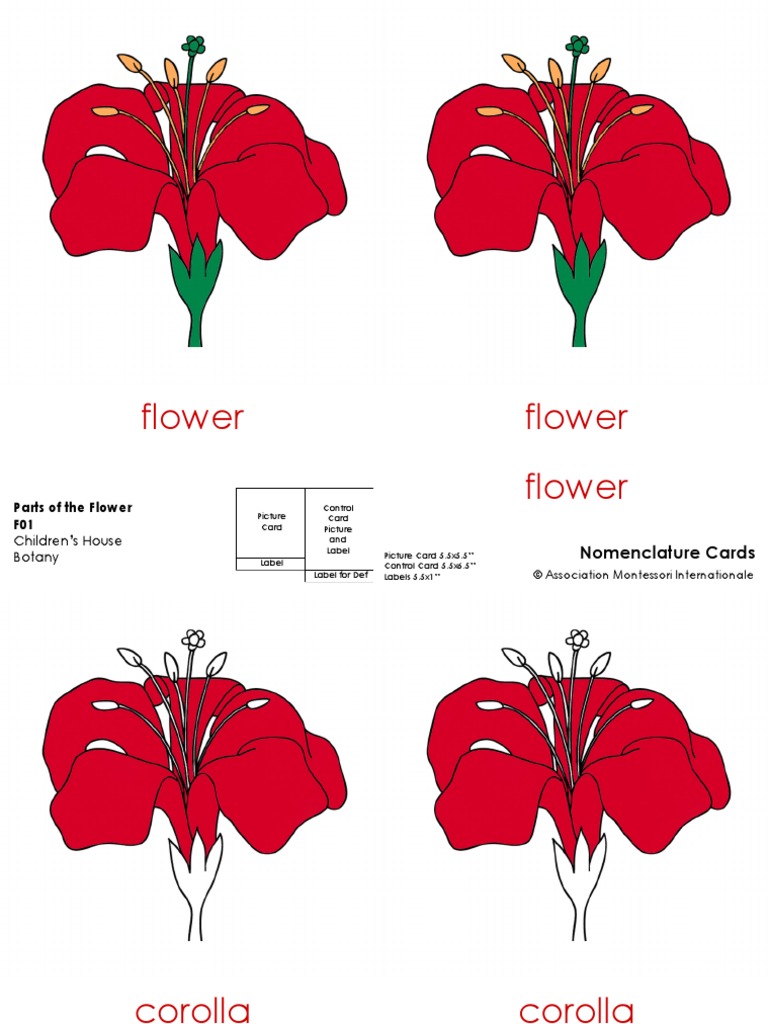 Montessori Cards | PDF
