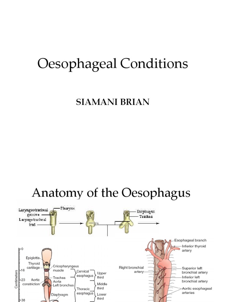Oesophageal Anatomy and Conditions Overview | PDF | Esophagus ...