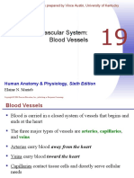 Chapter 19 - Blood Vessels