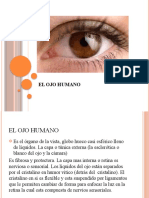 Ojo Human o Powerpoint