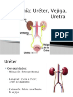 Anatomía Ureteres, Vejiga y Uretra