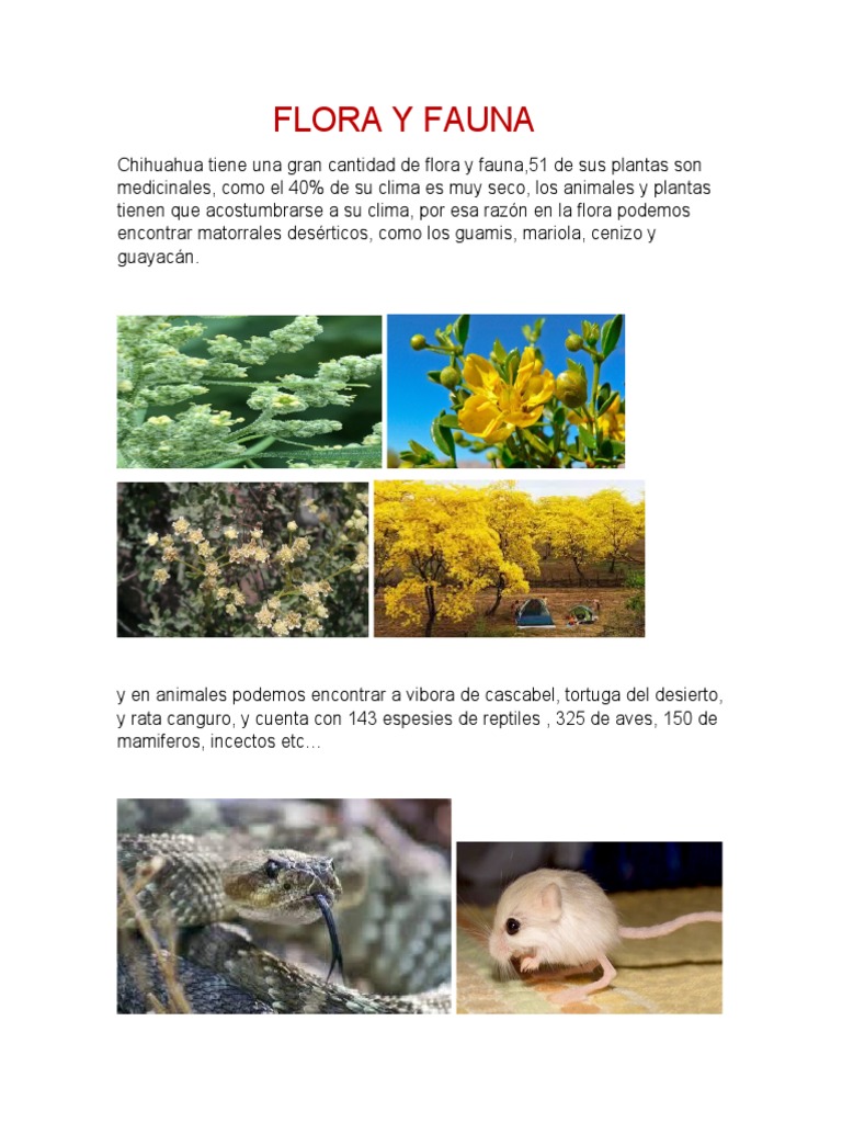 Flora y Fauna de Chihuahua: Biodiversidad | PDF