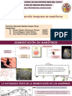 Desarrollo temprano en mamíferos: Segmentación, formación de membranas extraembrionarias y establecimiento de ejes