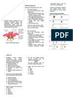 Angiospermae Content Plan