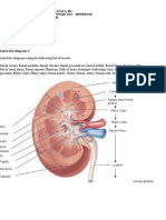 Anatomy Lab Urinary System