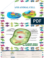 Plant and Animal Cell