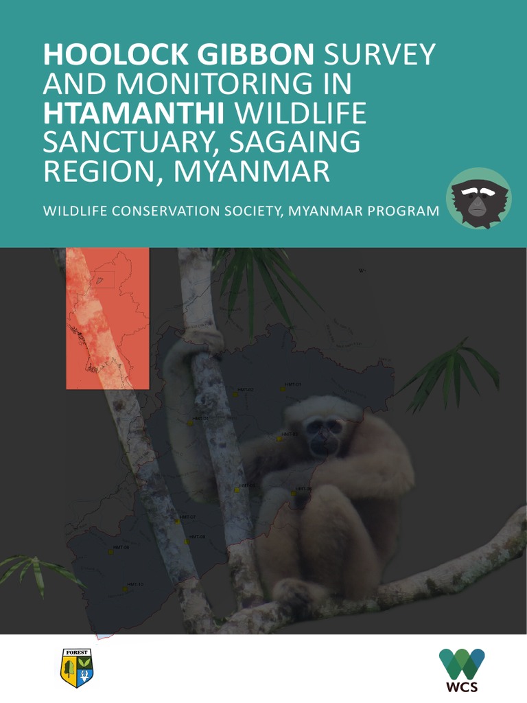 Hoolock Gibbon Survey and Monitoring in Htamanthi Wildlife Sanctuary, Sagaing Region, Myanmar