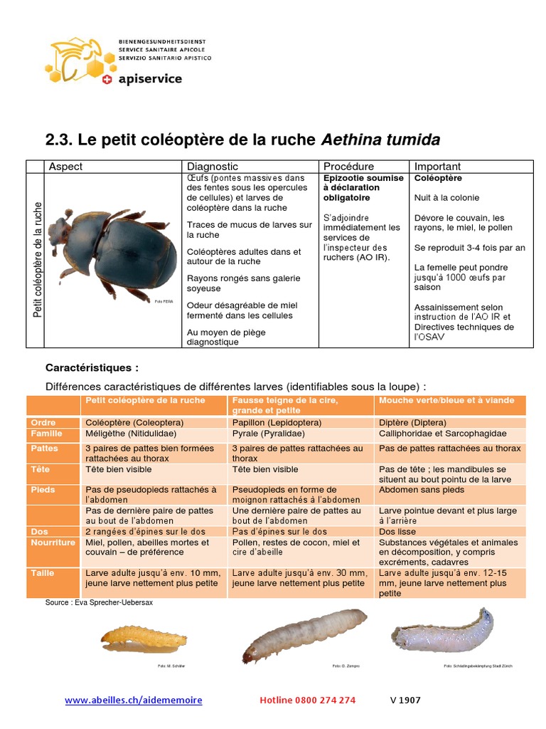Jackall Need Bug 28.5mm Flottant Leurre Petit Stag Beetle