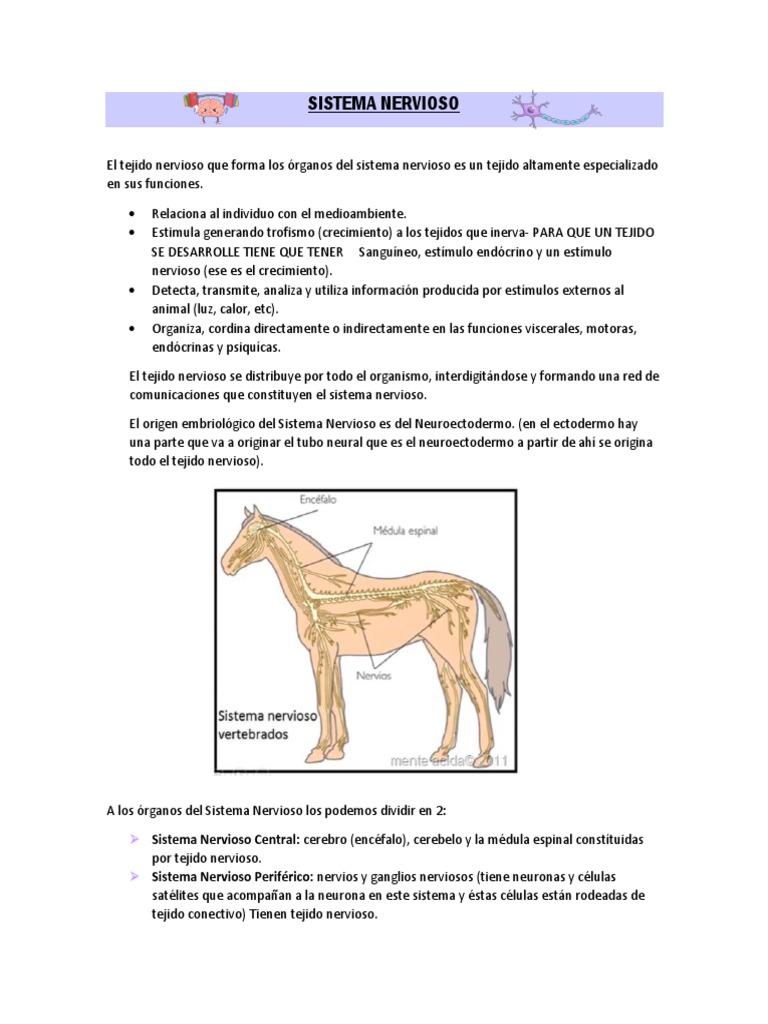 Estructura y Funciones del Sistema Nervioso | PDF | Mielina | Sistema ...
