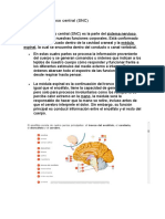 El sistema nervioso central.docx expo de anato