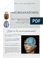 Neuroanatomía Tema 1
