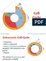 LS 6 Cell Cycle Interphase