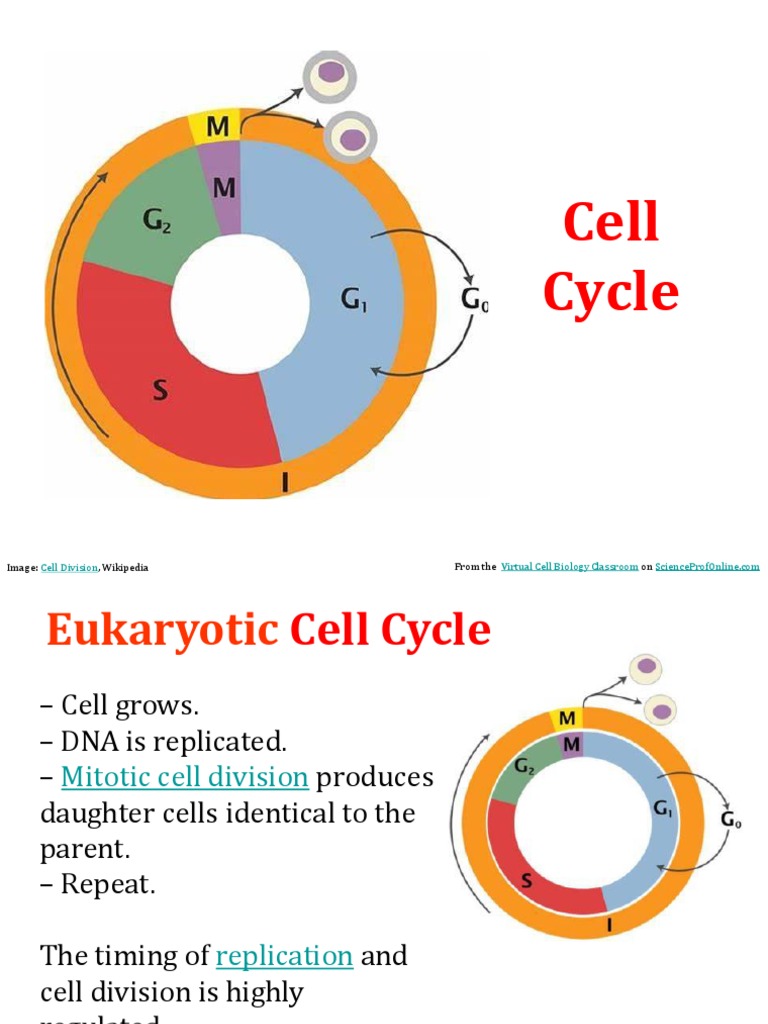 LS 6 Cell Cycle Interphase | PDF | Mitosis | Cell Cycle